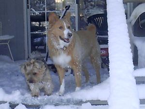 Fiesty & Girl in the snow of Christmas 2004